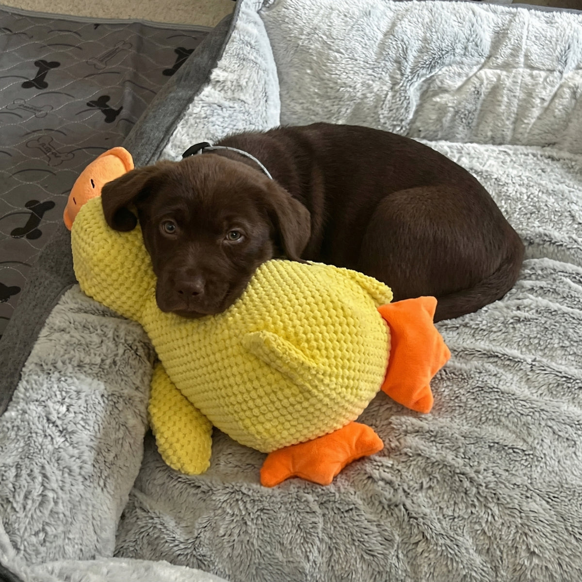 Därför skapade vi WEEM Calming Duck™