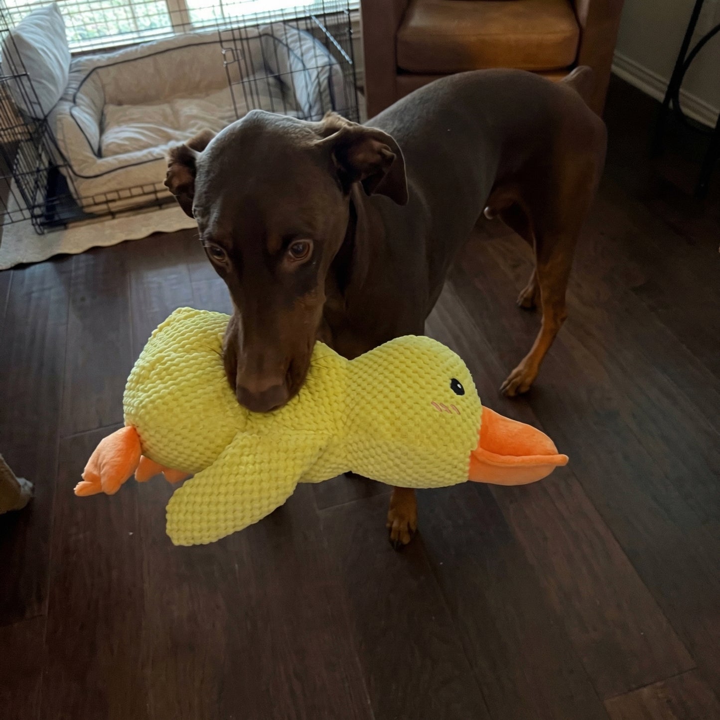 Därför skapade vi WEEM Calming Duck™